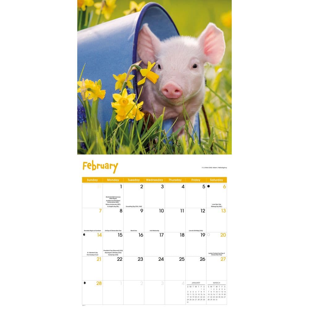 Mini Pigs 2027 Wall Calendar Second Alternate Image