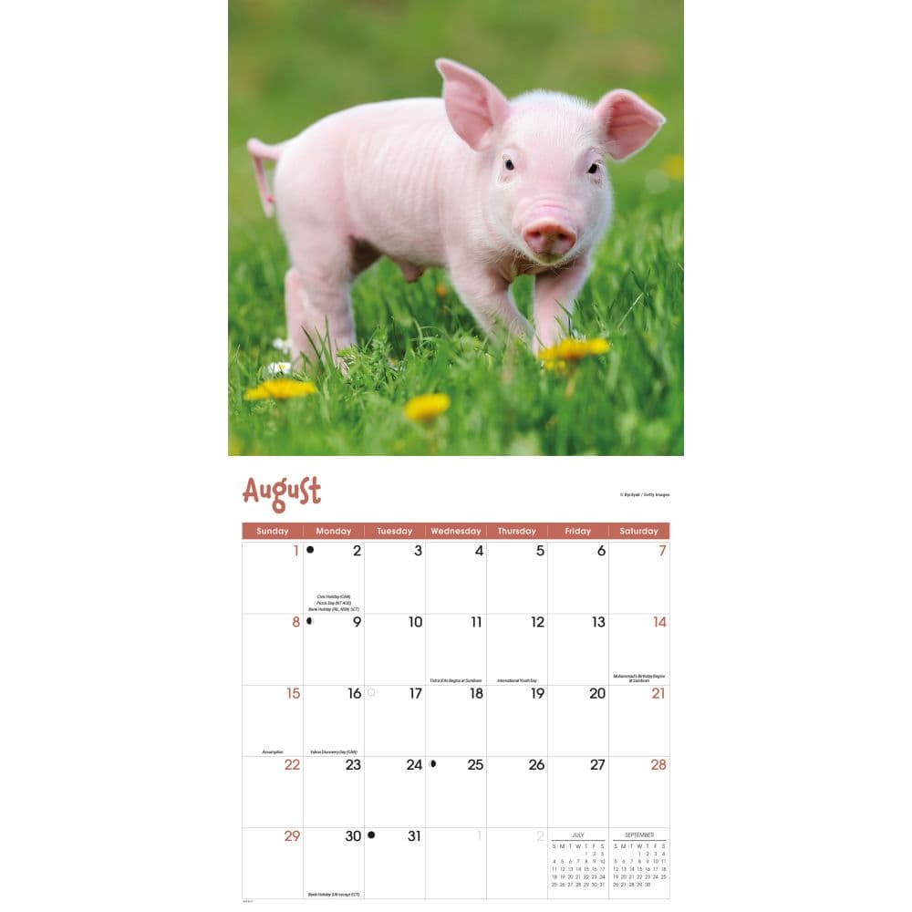 Mini Pigs 2027 Wall Calendar Third Alternate Image