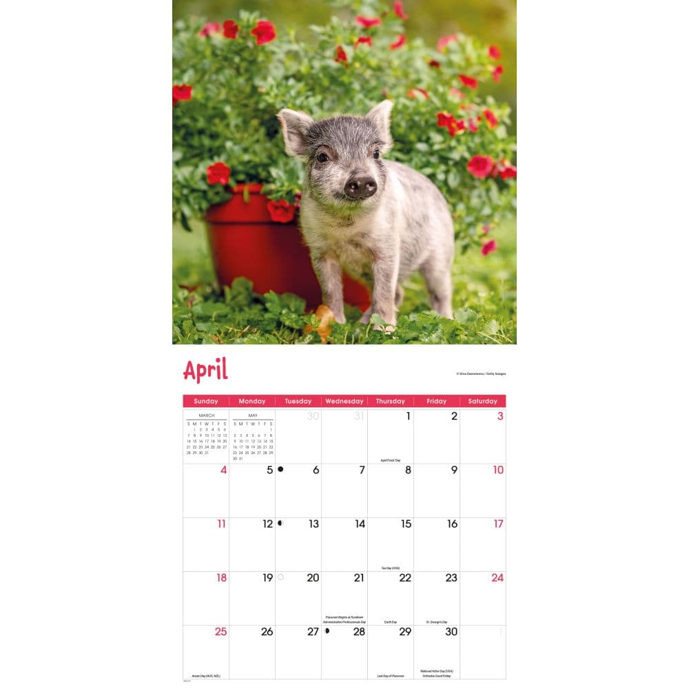 Mini Pigs 2027 Wall Calendar Fourth Alternate Image