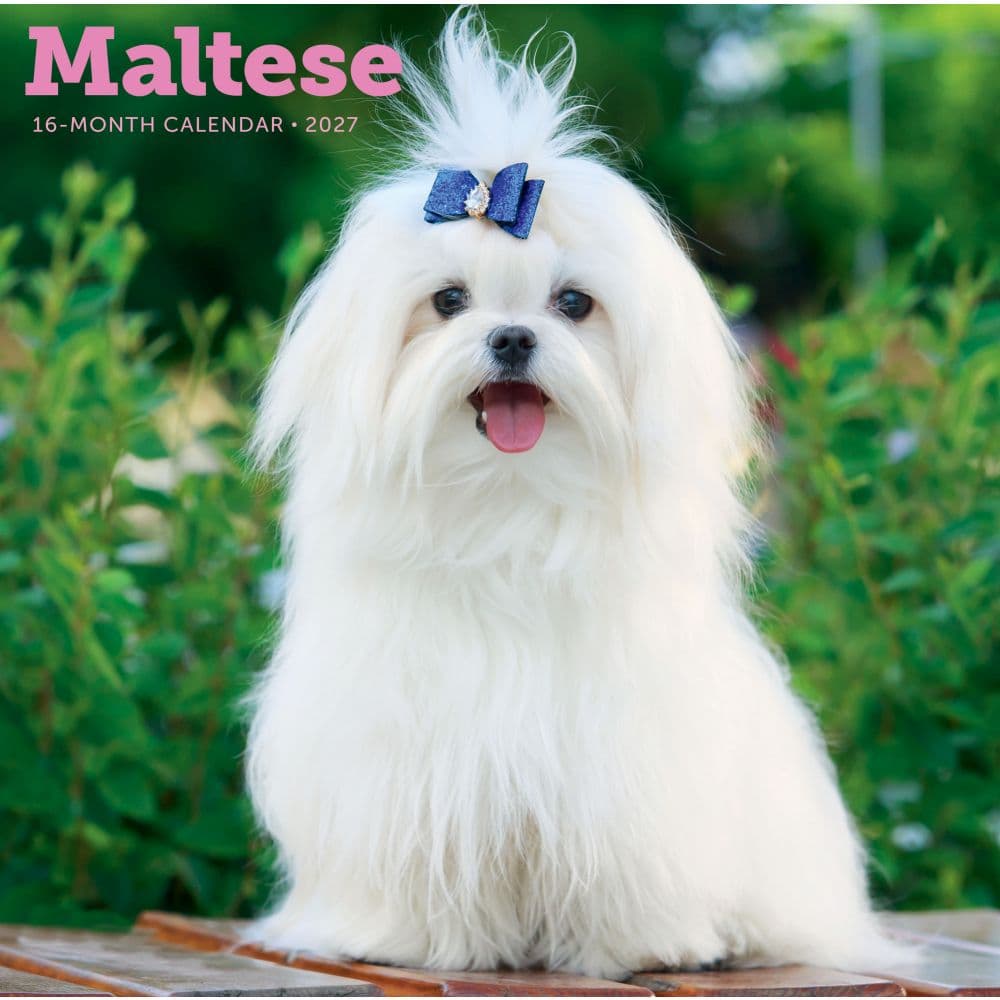 image Maltese 2027 Wall Calendar Main Product Image