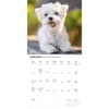 image Maltese 2027 Wall Calendar Second Alternate Image