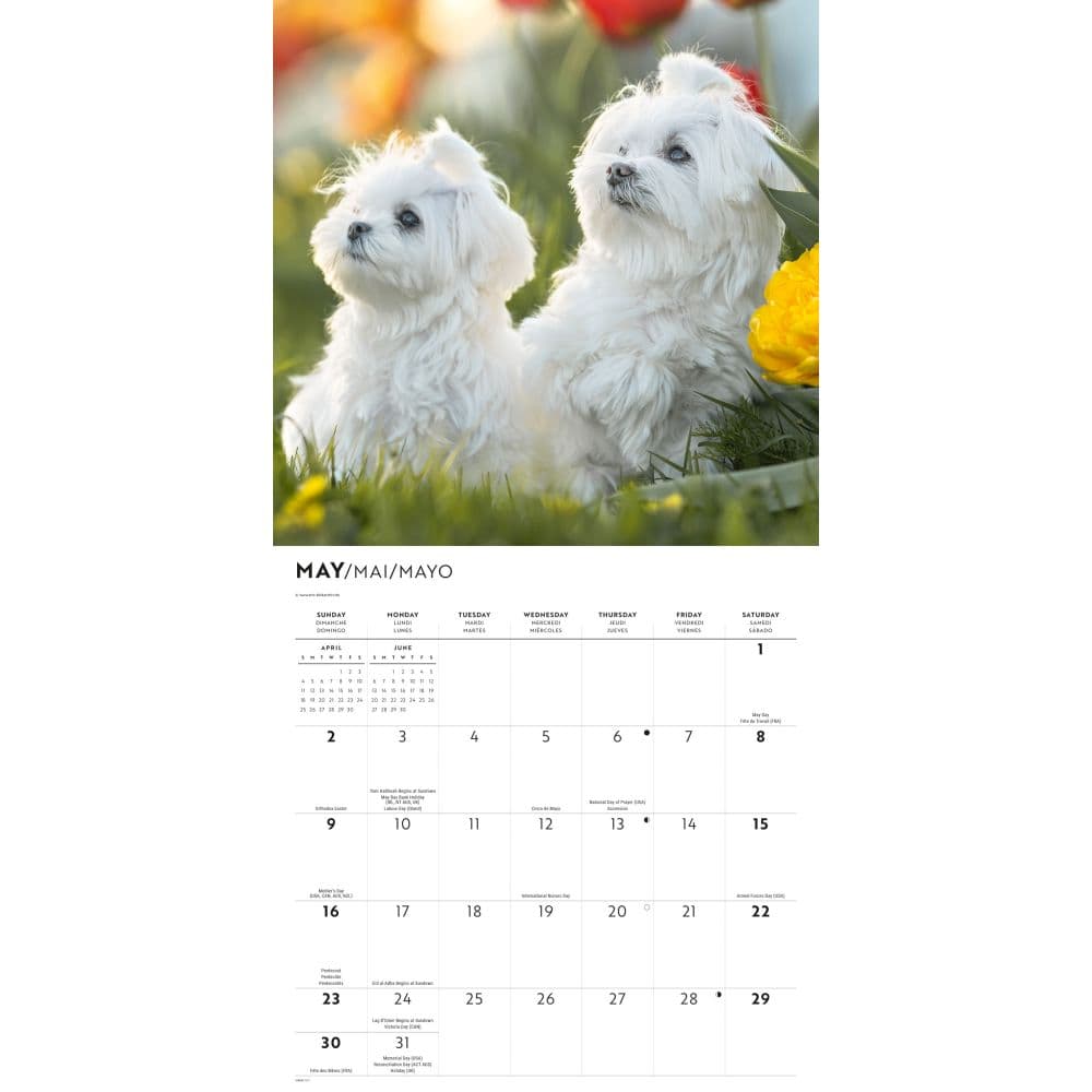 Maltese 2027 Wall Calendar Third Alternate Image