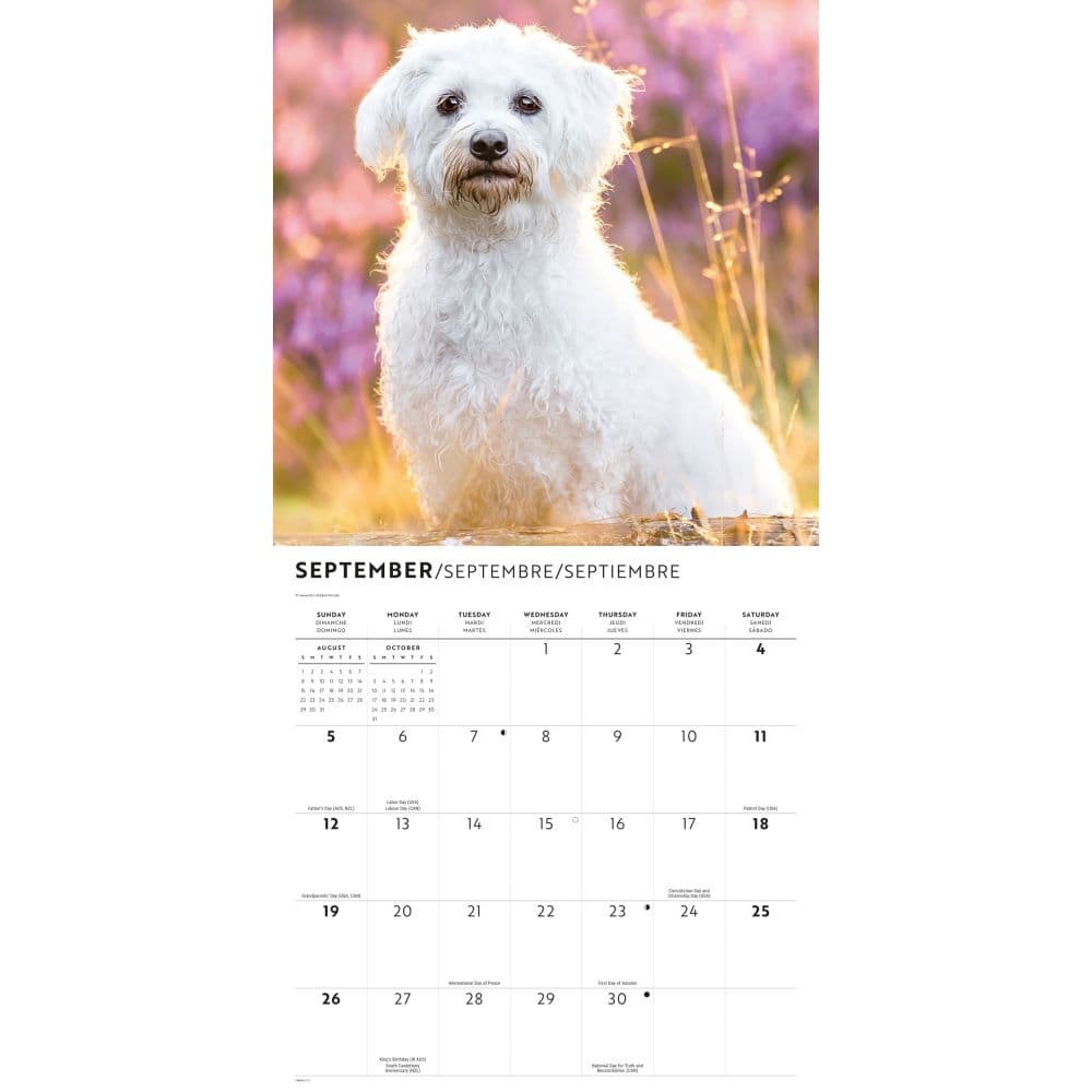 Maltese 2027 Wall Calendar Fourth Alternate Image