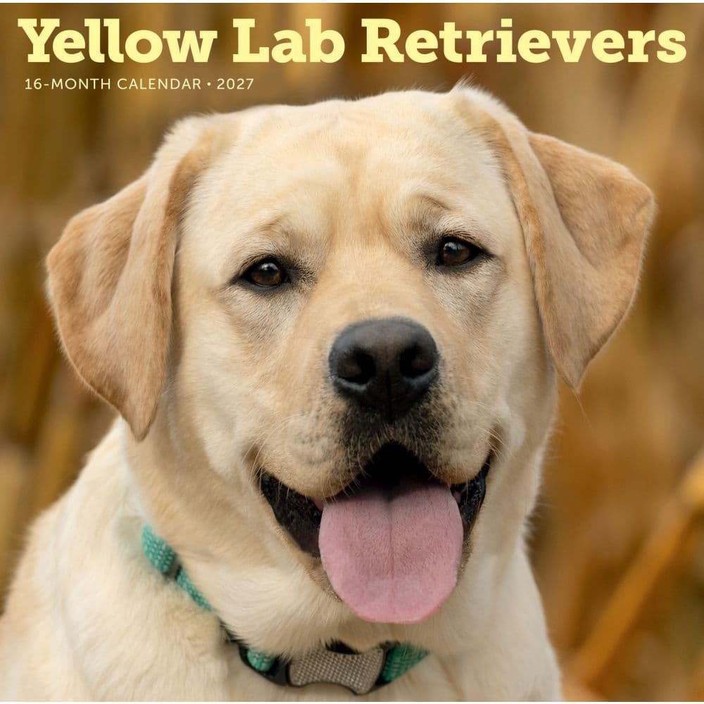 Yellow Lab Retrievers 2027 Wall Calendar