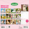 image Yellow Lab Retrievers 2027 Wall Calendar First Alternate Image