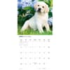 image Yellow Lab Retrievers 2027 Wall Calendar Second Alternate Image