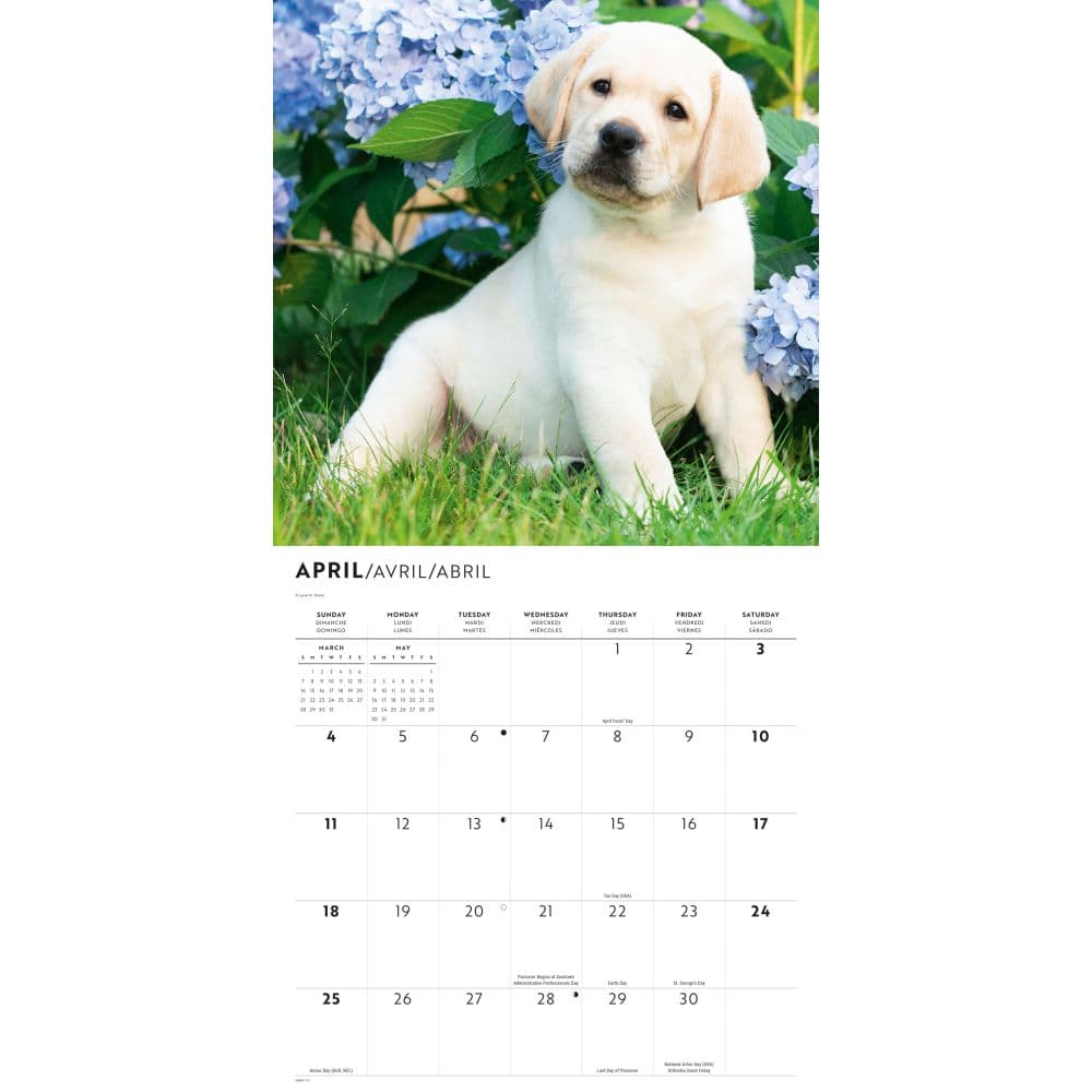 Yellow Lab Retrievers 2027 Wall Calendar Second Alternate Image