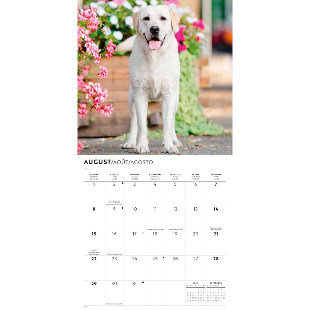 Yellow Lab Retrievers 2027 Wall Calendar Third Alternate Image