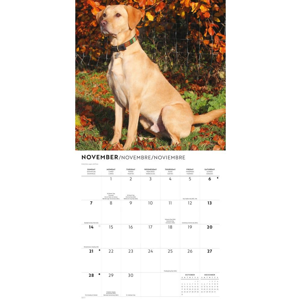 Yellow Lab Retrievers 2027 Wall Calendar Fourth Alternate Image