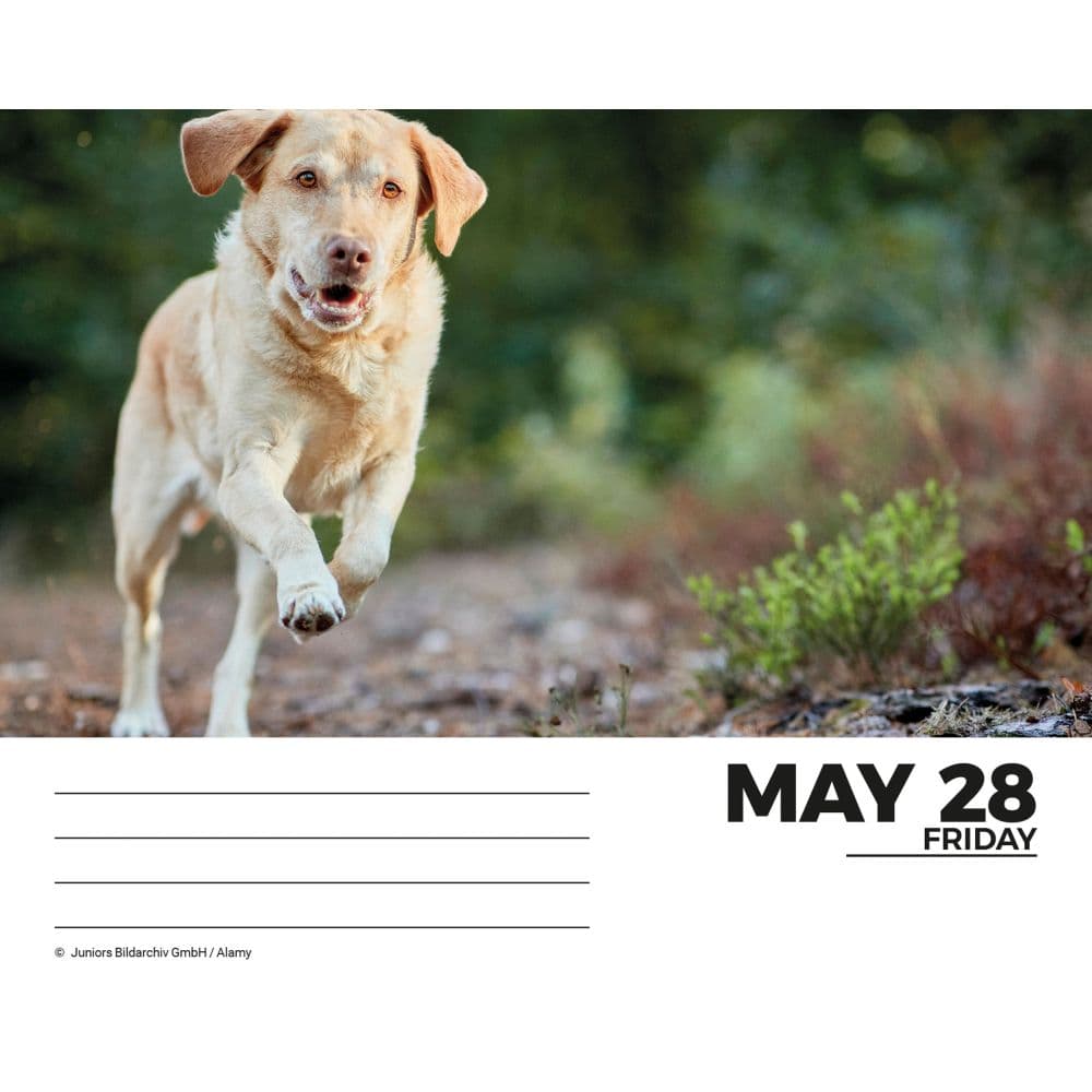 Labs 2027 Desk Calendar Third Alternate Image