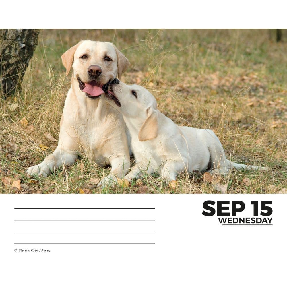 Labs 2027 Desk Calendar Fourth Alternate Image