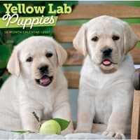image Yellow Lab Puppies 2027 Wall Calendar Main Product Image