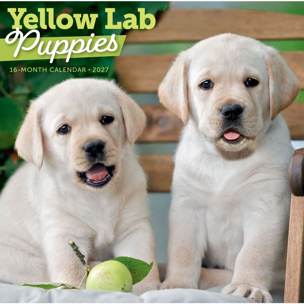 image Yellow Lab Puppies 2027 Wall Calendar Main Product Image