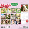 image Yellow Lab Puppies 2027 Wall Calendar First Alternate Image