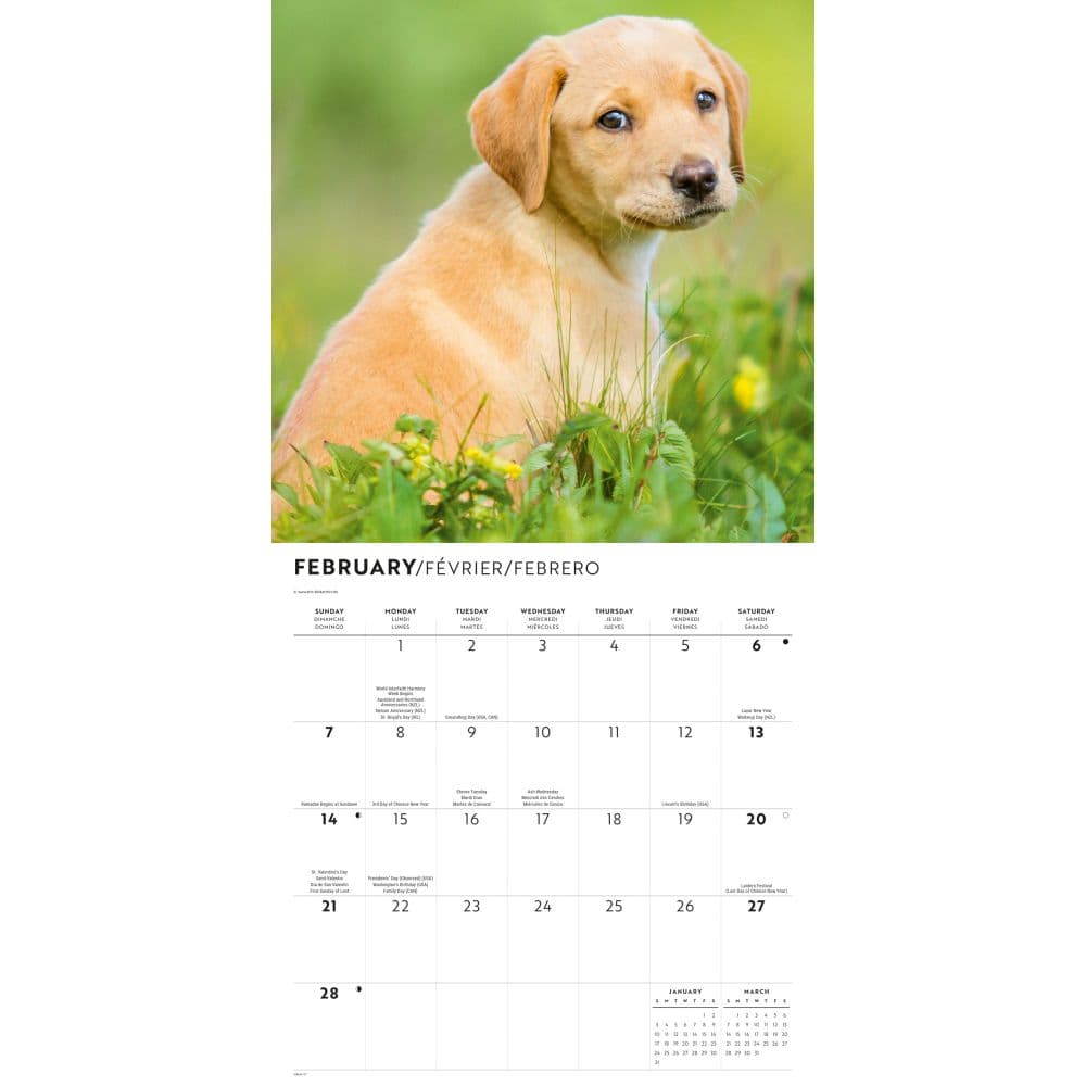 Yellow Lab Puppies 2027 Wall Calendar Second Alternate Image
