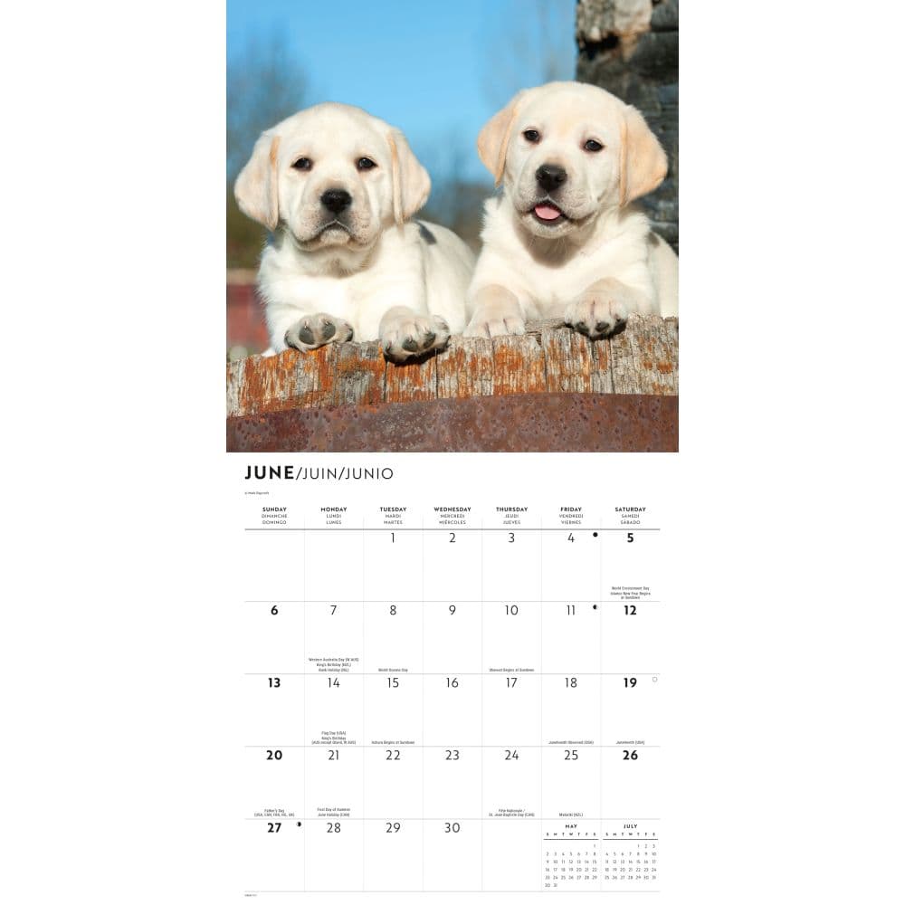 Yellow Lab Puppies 2027 Wall Calendar Third Alternate Image