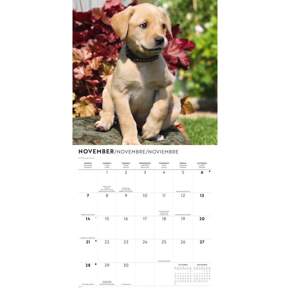 Yellow Lab Puppies 2027 Wall Calendar Fourth Alternate Image