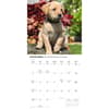 image Yellow Lab Puppies 2027 Wall Calendar Fourth Alternate Image