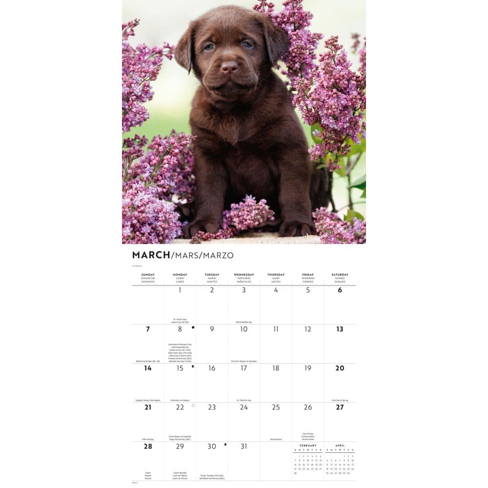 Chocolate Lab Retriever Puppies 2027 Wall Calendar Second Alternate Image