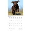 image Chocolate Lab Retriever Puppies 2027 Wall Calendar Third Alternate Image