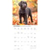 image Chocolate Lab Retriever Puppies 2027 Wall Calendar Fourth Alternate Image