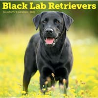 image Black Labrador Retrievers 2027 Wall Calendar Main Product Image