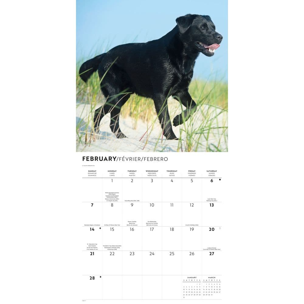 Black Labrador Retrievers 2027 Wall Calendar Second Alternate Image