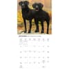 image Black Labrador Retrievers 2027 Wall Calendar Fourth Alternate Image