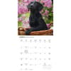image Black Lab Retriever Puppies 2027 Wall Calendar Second Alternate Image