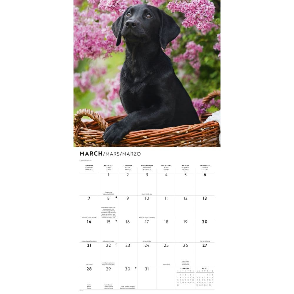 Black Lab Retriever Puppies 2027 Wall Calendar Second Alternate Image