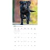 image Black Lab Retriever Puppies 2027 Wall Calendar Third Alternate Image