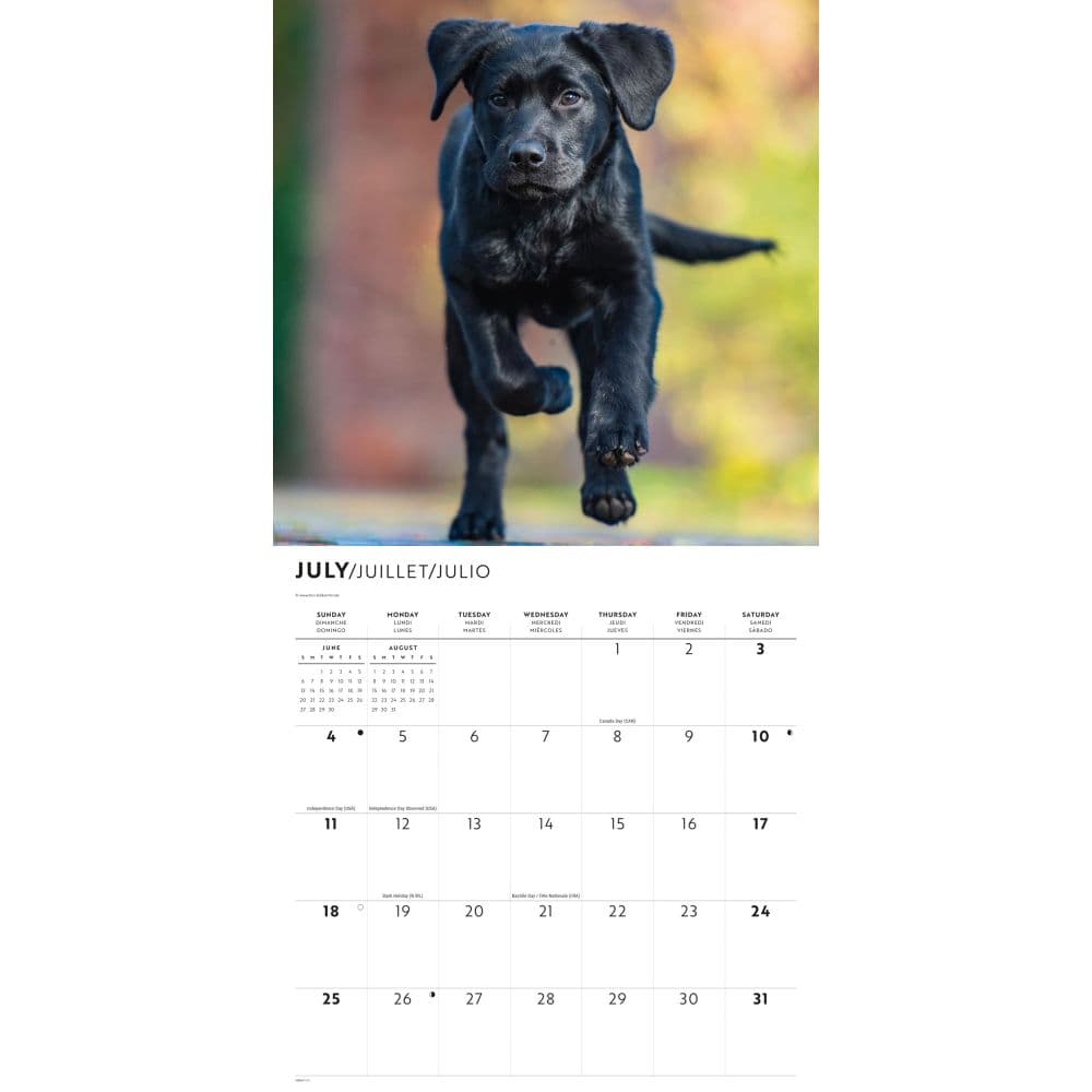 Black Lab Retriever Puppies 2027 Wall Calendar Third Alternate Image