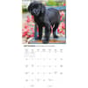 image Black Lab Retriever Puppies 2027 Wall Calendar Fourth Alternate Image