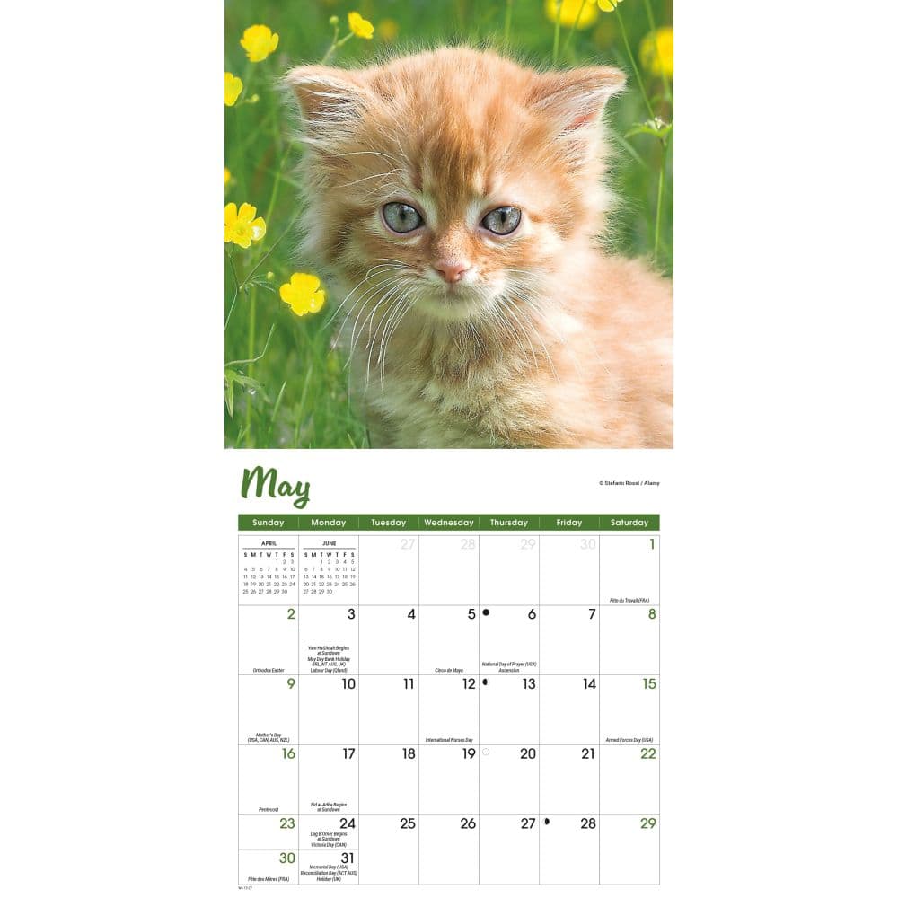 Kittens 2027 Mini Wall Calendar Third Alternate Image