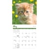 image Kittens 2027 Mini Wall Calendar Third Alternate Image