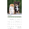 image Kittens and Puppies 2027 Mini Wall Calendar Fourth Alternate Image