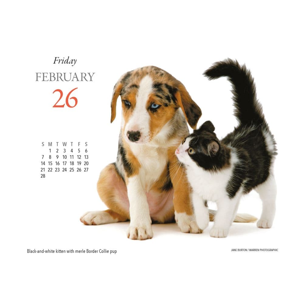 Kittens and Friends 2027 Desk Calendar Second Alternate Image
