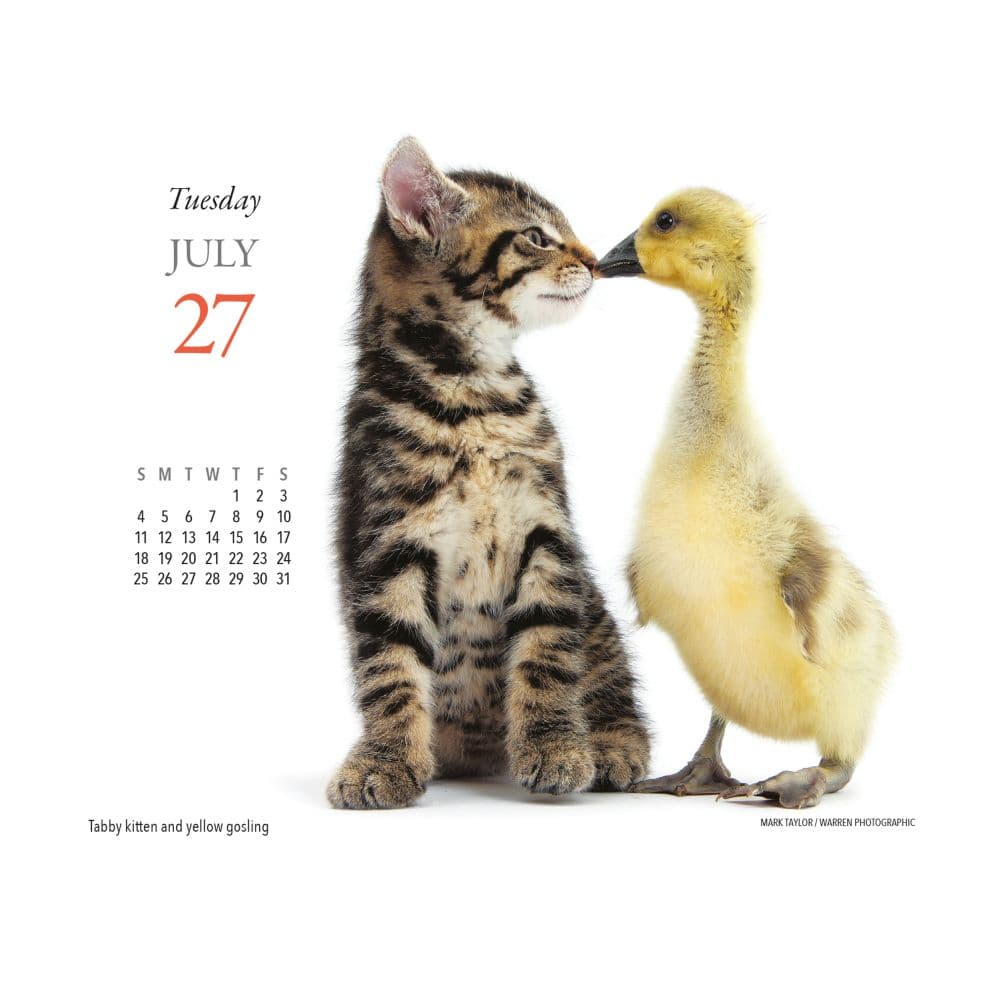Kittens and Friends 2027 Desk Calendar Third Alternate Image