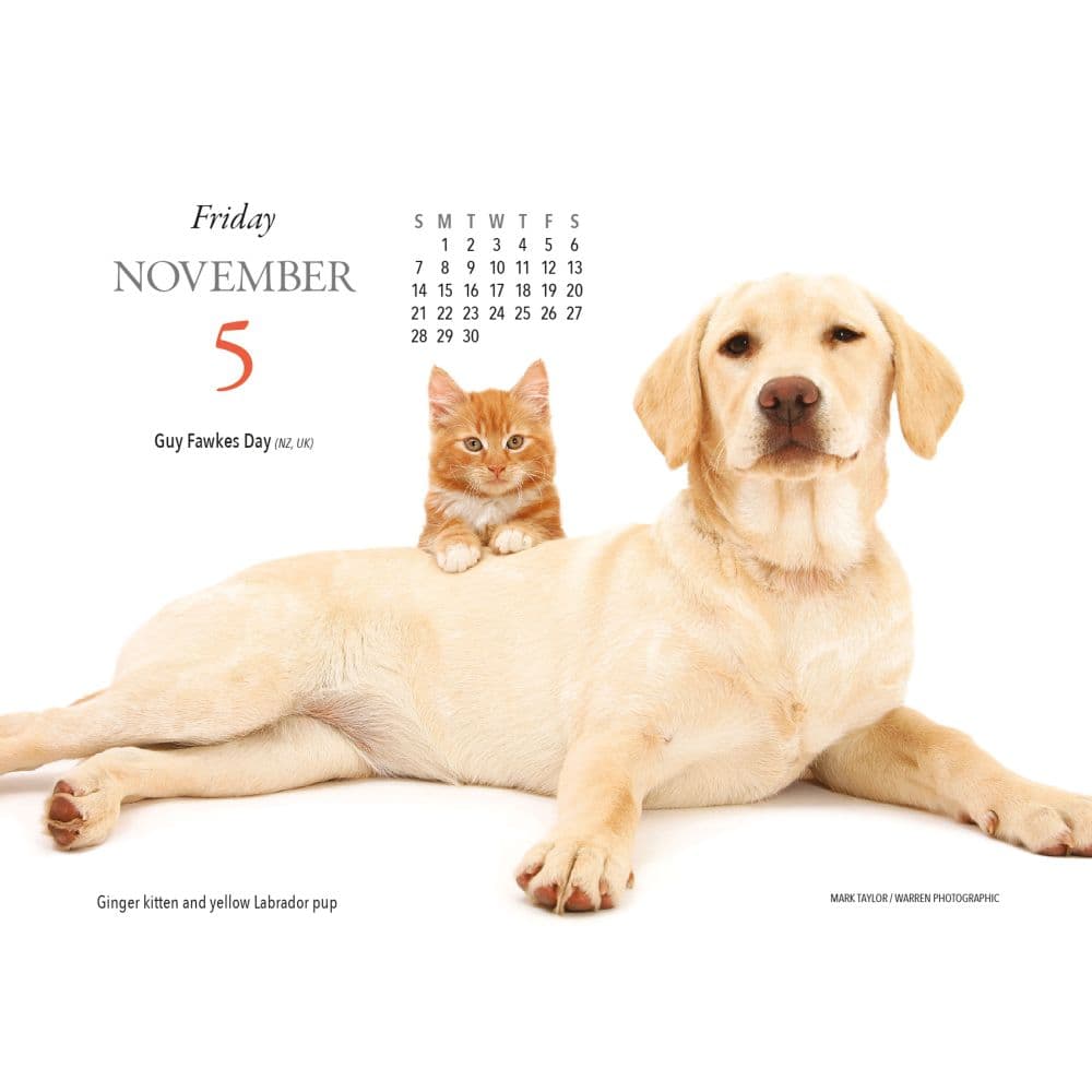 Kittens and Friends 2027 Desk Calendar Fourth Alternate Image