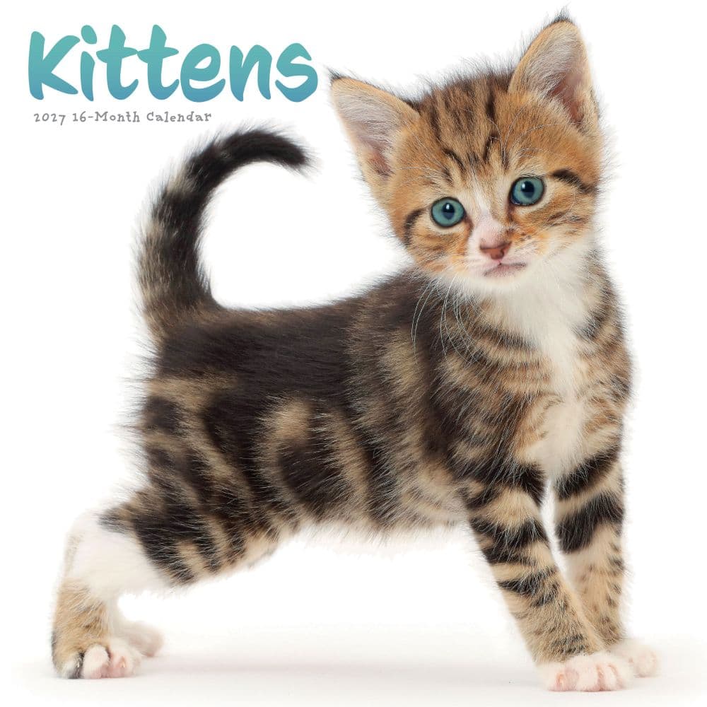 Kittens Wall 2027 Wall Calendar Main Product Image