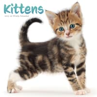 image Kittens Wall 2027 Wall Calendar Main Product Image