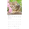 image Kittens Wall 2027 Wall Calendar Second Alternate Image
