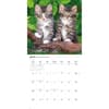 image Kittens Wall 2027 Wall Calendar Third Alternate Image