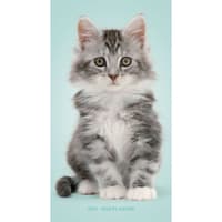 image Kittens 2027 2 Year Pocket Planner Main Product Image