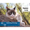 image Grumpy Cat 2027 Desk Calendar Third Alternate Image