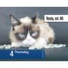 image Grumpy Cat 2027 Desk Calendar Fourth Alternate Image