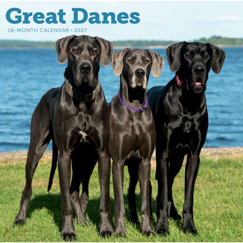 Great Danes 2027 Wall Calendar
