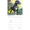 image Great Danes 2027 Wall Calendar Second Alternate Image