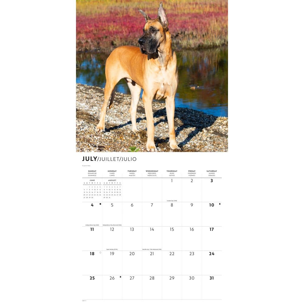 Great Danes 2027 Wall Calendar Third Alternate Image