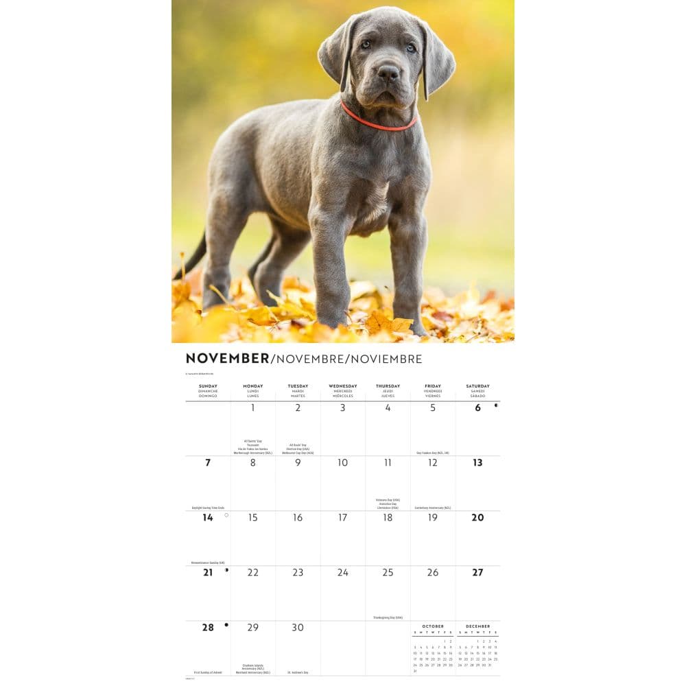 Great Danes 2027 Wall Calendar Fourth Alternate Image